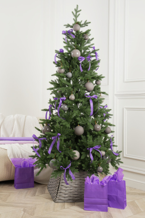 Ель Лапландия 210 см