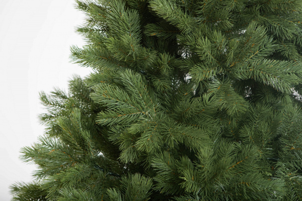 Сосна ВИРДЖИНИЯ