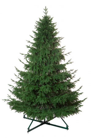 Ель ШОТЛАНДИЯ интерьерная