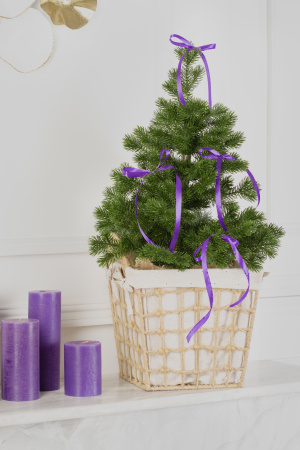 Ель МЕТЕЛИЦА 60 см