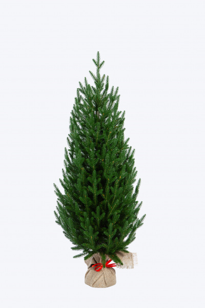 Ель ГРАЦИЯ 90 см.