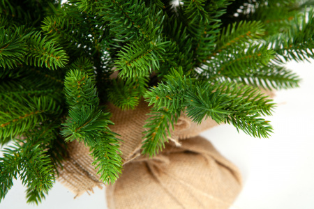 Ель ТРИУМФ с вплетенной гирляндой