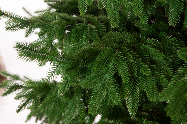 Ель ШОТЛАНДИЯ интерьерная