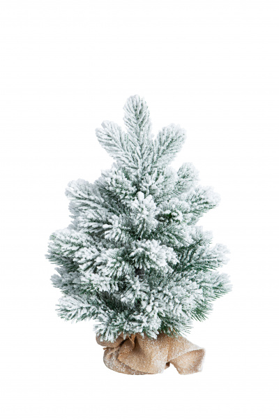 Сосна ХИЛТОН заснеженная в мешочке 50 см.