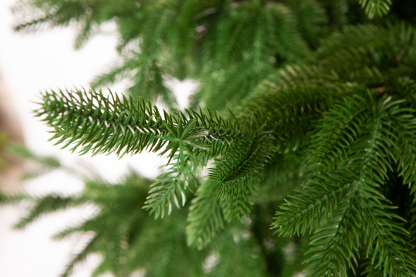 Ель ШОТЛАНДИЯ интерьерная